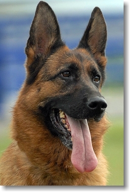 vitor fernando azevedo pinto areias